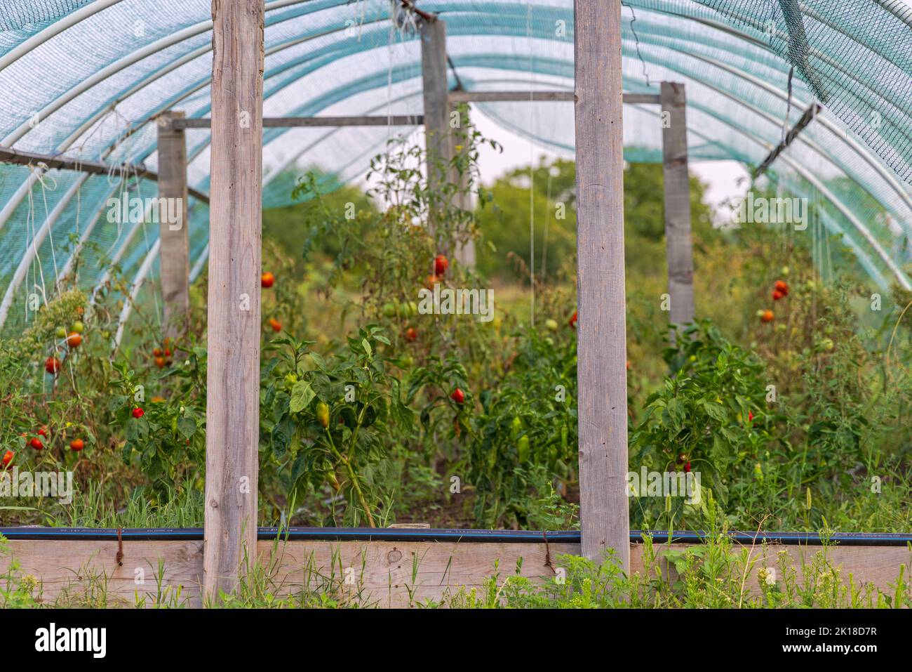 Grow Tomato Plants in Greenhouse Tunnel With Protective Net Stock Photo