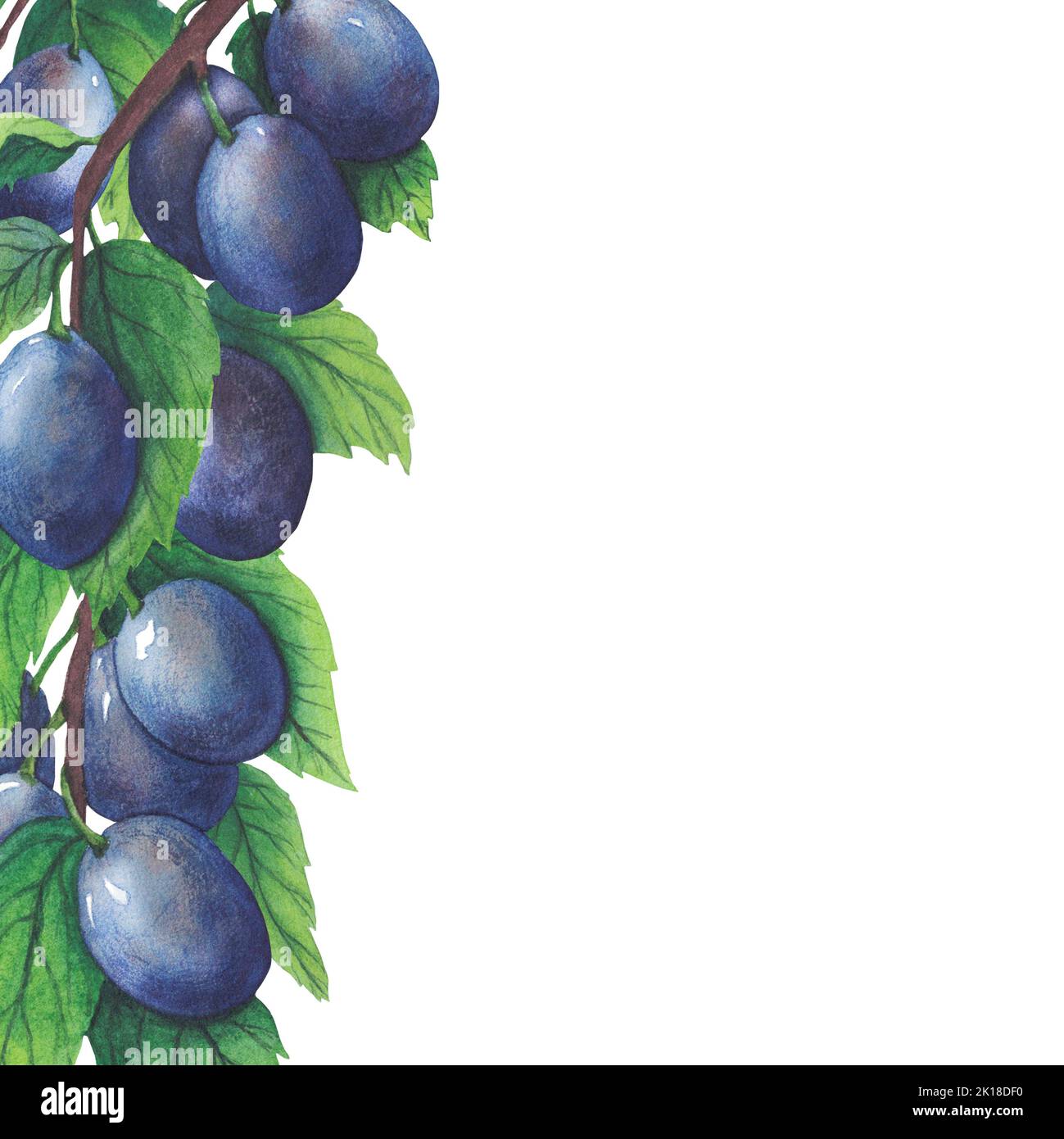 Hand drawn watercolor plum and leaves isolated on white background ...