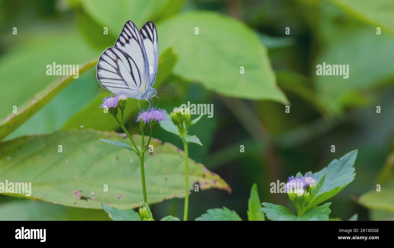 Beautiful spring nature background with butterfly and flowers in forest