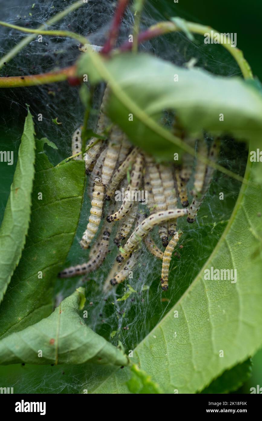 close-up of spun-in caterpillars on a leaf Stock Photo - Alamy
