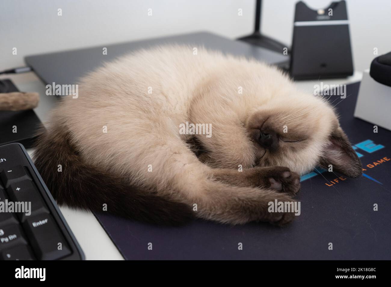 British shorthair baby cat sleeping on mousepad on working desk at