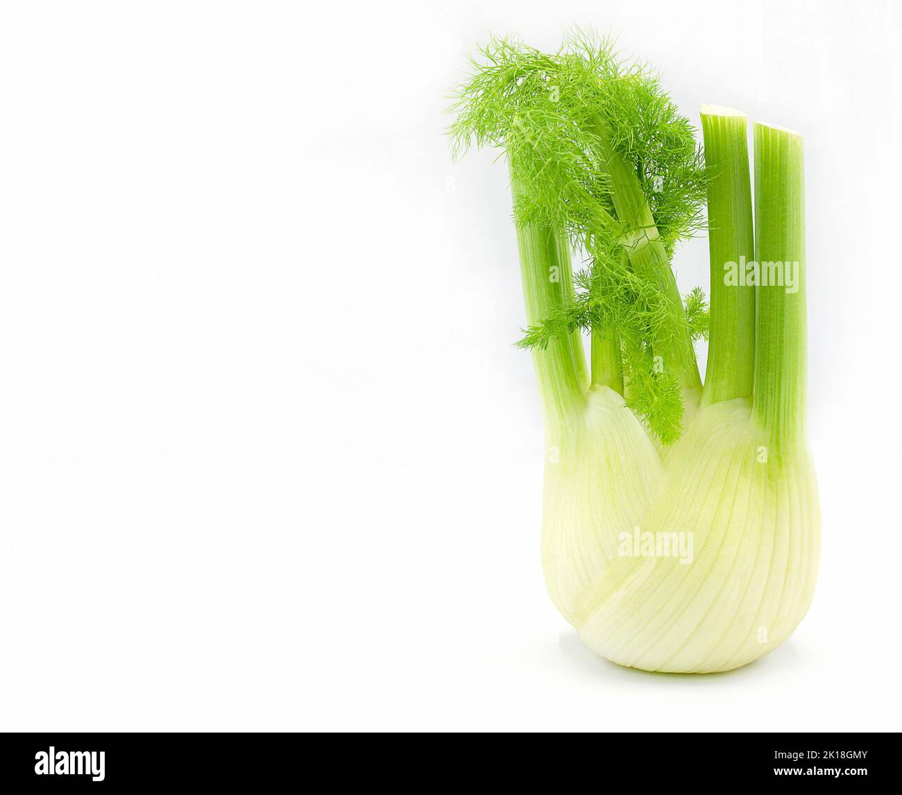 Fresh fennel bulb isolated on white background,copy space,close up,vegetable Stock Photo Alamy