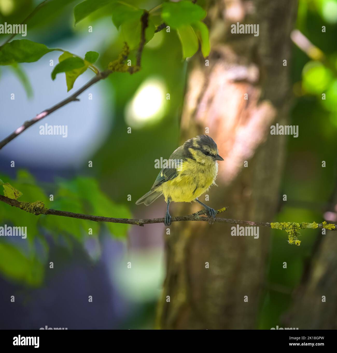Blue tit bird sitting on the twig of a tree Stock Photo