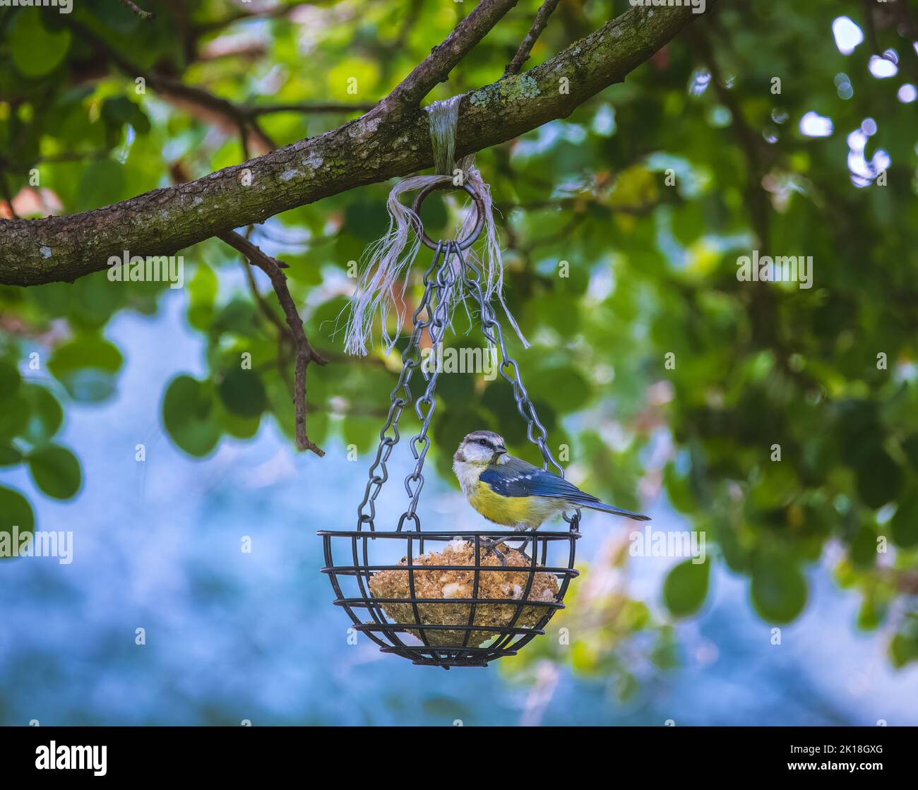 Blue tit bird sitting on a bird feeder Stock Photo