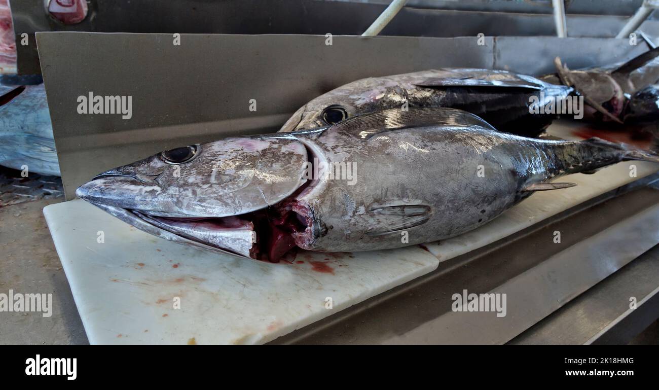 Albacore Tuna  'Thunnus alalunga'  fish, processing. Stock Photo
