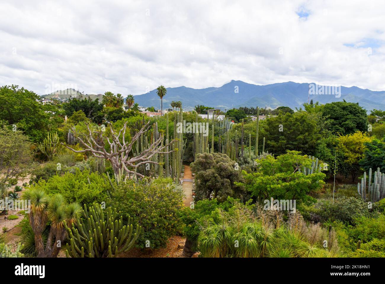 The Ethnobotanical Garden of Oaxaca (adjacent to the Church of Santo Domingo) features hundreds of plant species, all native to Oaxaca state.Oaxaca de Juarez, Mexico. Stock Photo