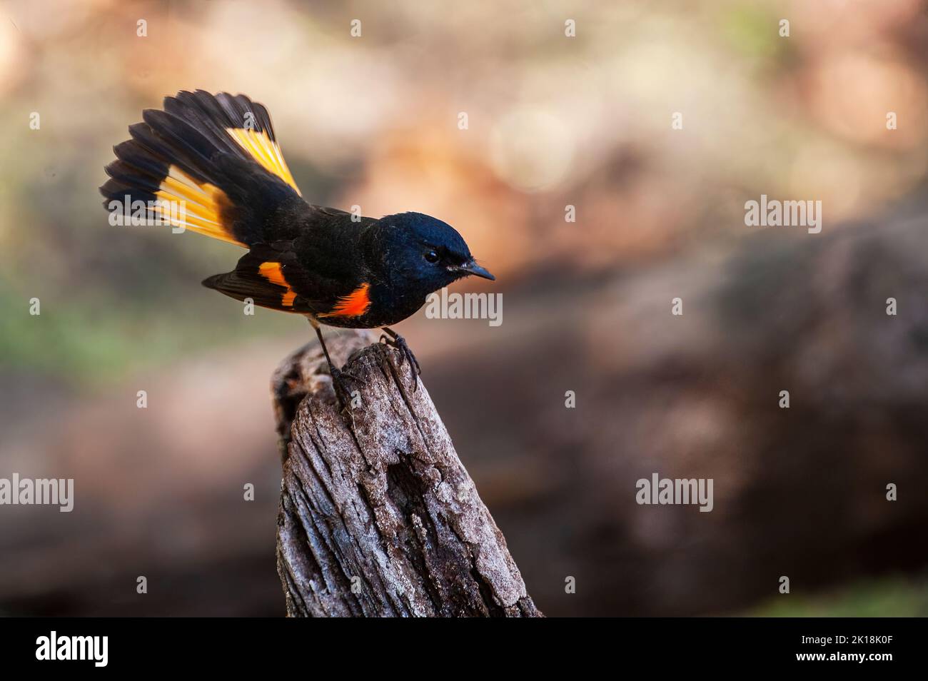 Male American redstart warbler flashing tail during autumn migration Stock Photo