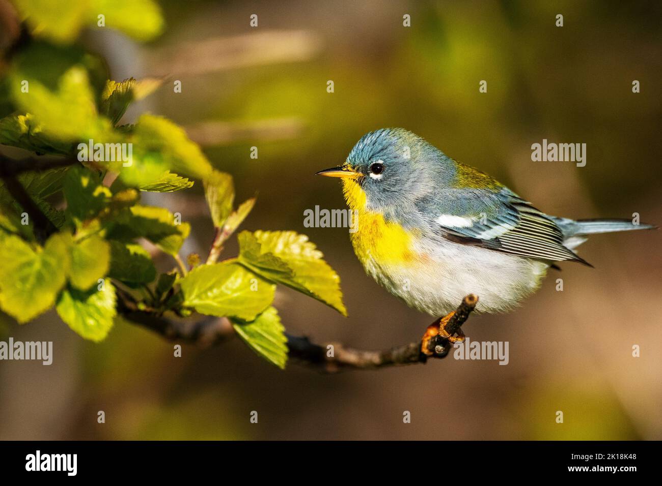 Male northern parula warbler in spring Stock Photo
