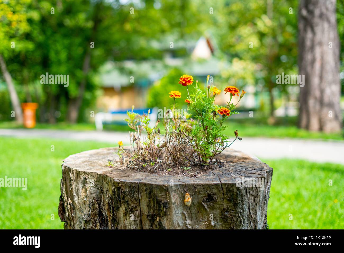 Marigolds flowers planted in a hole on top of a tree stump - one life ends another begins Stock Photo