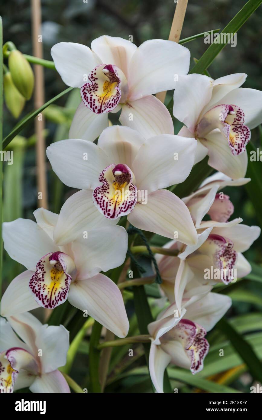 Orchid Cymbidium 'Strathmore's Rainbow' Stock Photo
