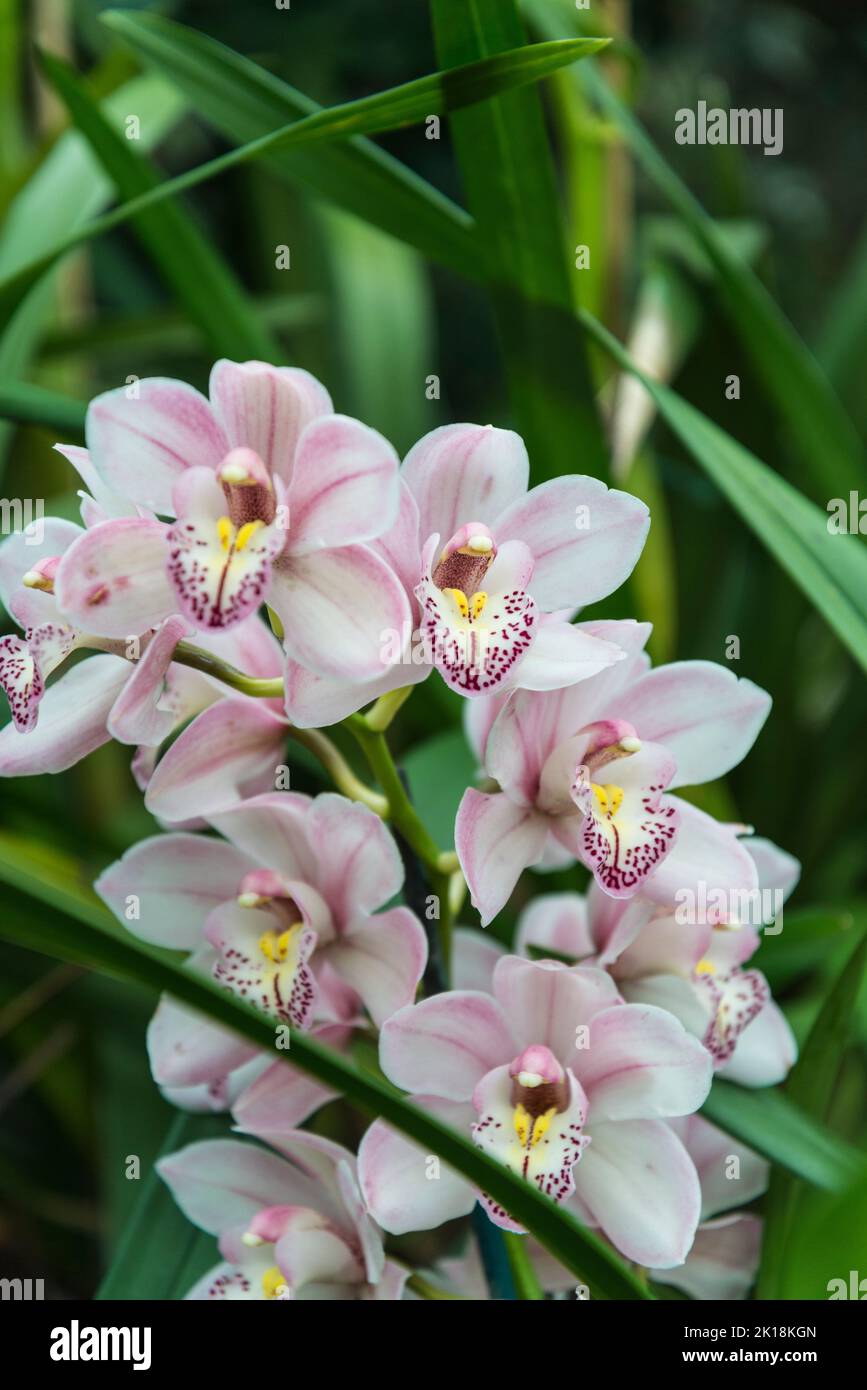 Orchid Cymbidium 'Memona Ray Bitton' Stock Photo