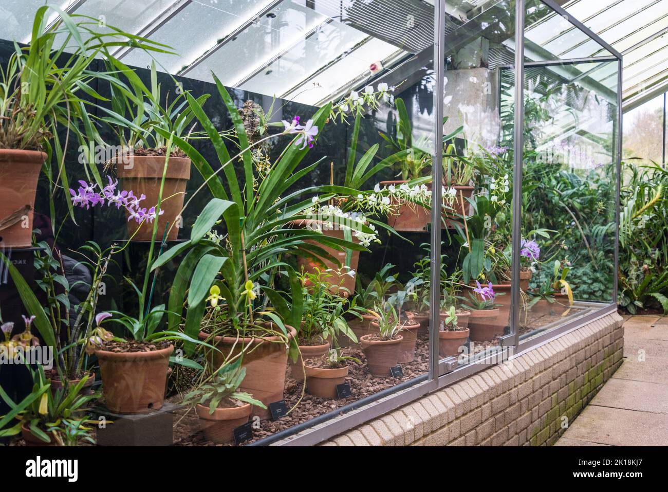 Orchid Display behind glass, Kew Garden, London, England, UK Stock Photo