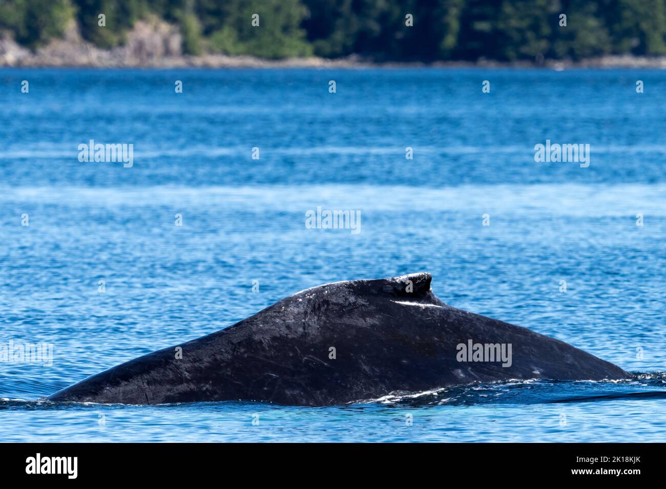 A Humpback whalein the blue ocean Stock Photo