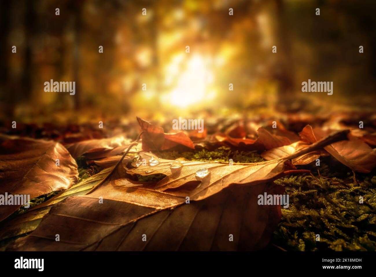 Closeup of Autumn leaves with drops of water on the forest ground, with the setting sun in the background Stock Photo