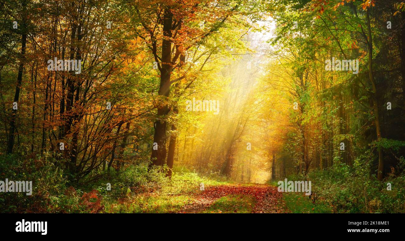Autumn forest scenery with rays of sunlight illumining the gold foliage in mist, and a footpath leading into the scene Stock Photo