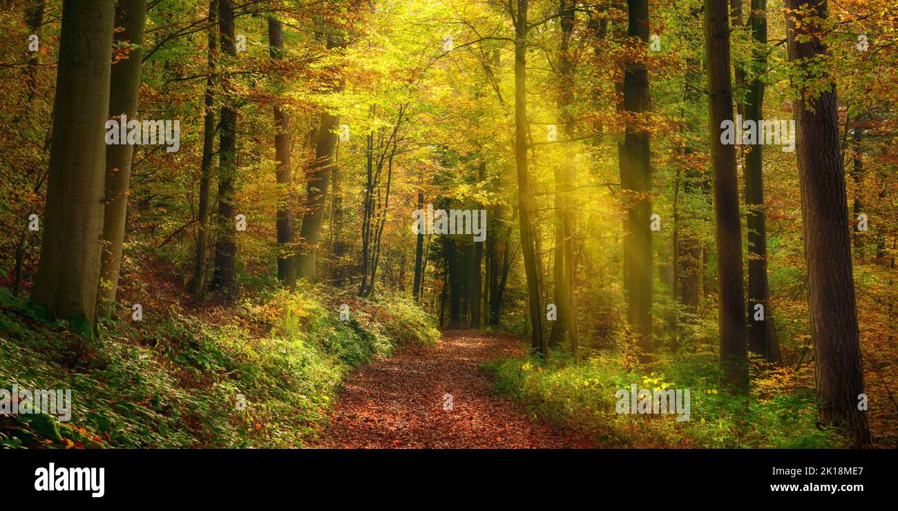 Rays of light illuminating a footpath in a misty autumn forest and creating a natural arch, a tranquil panoramic landscape Stock Photo