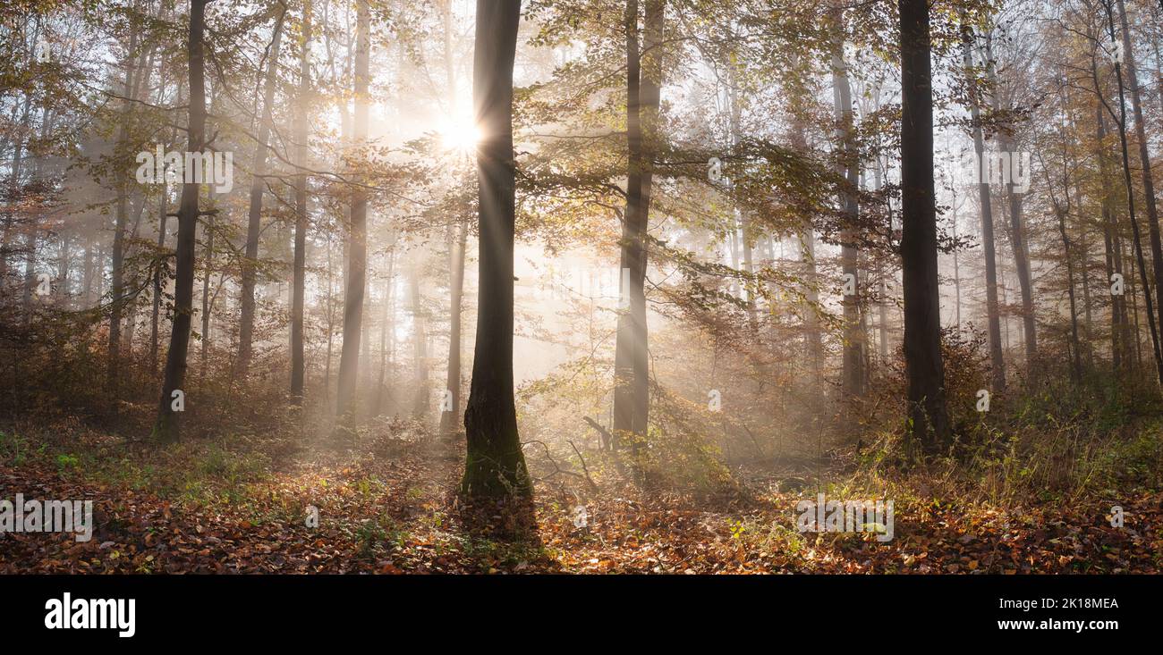 Sunrays magic in a forest. The sun behind a tree casts beautiful rays through the mist and open woods in pleasant autumn colors Stock Photo