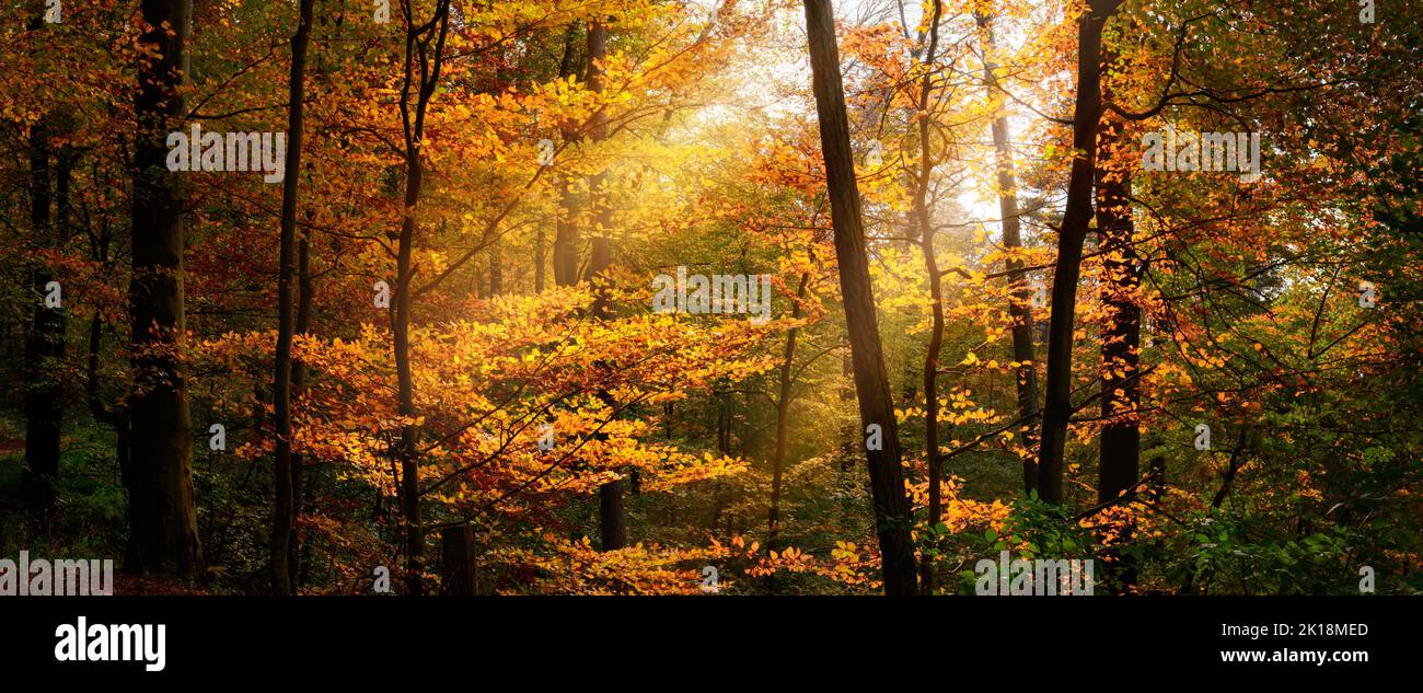 Nature panorama with rays of sunlight illuminating yellow autumn foliage of deciduous trees in a beautiful forest Stock Photo