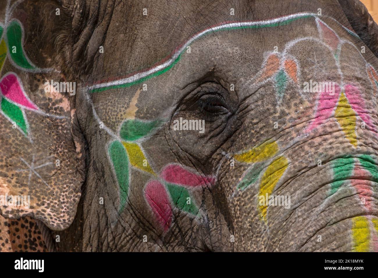 close up of head of elephant used for entertainment of tourists in Amber Fort in India Stock Photo