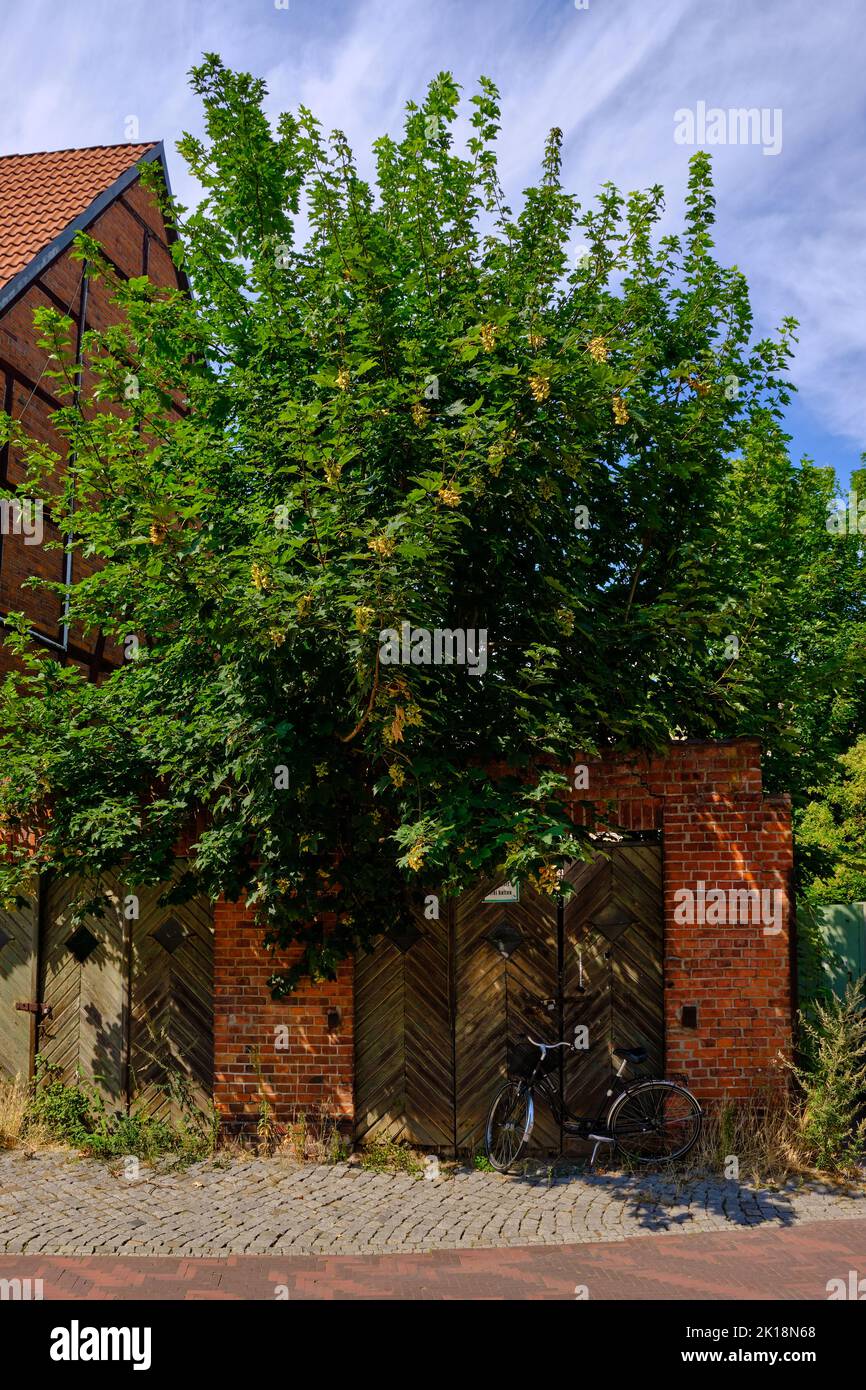 Old bicycle in front of an old yard gate of a run-down and overgrown property in the inner Old Town of the Hanseatic Town of Wismar, Germany. Stock Photo