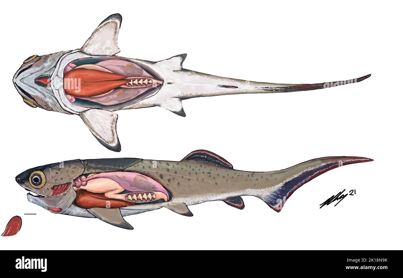 Jawed fish Cut Out Stock Images & Pictures - Alamy