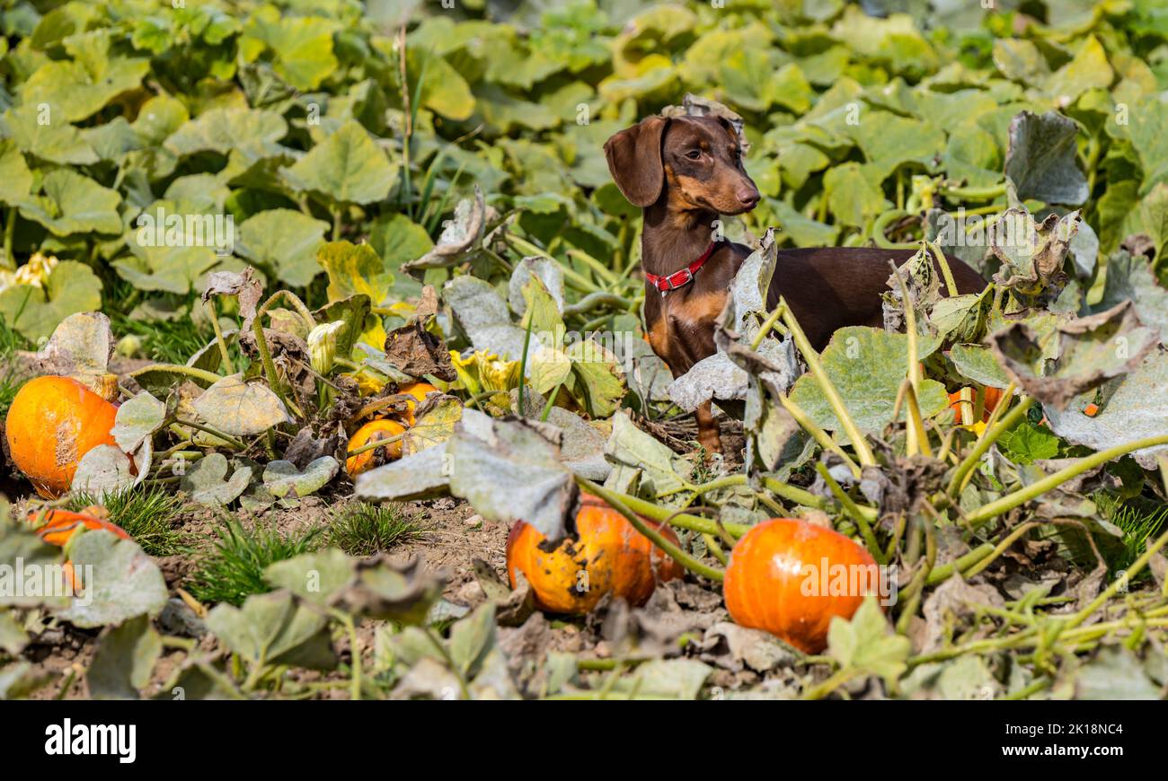 East Lothian, Scotland, UK, 16th September 2022. Pumpkin harvest at