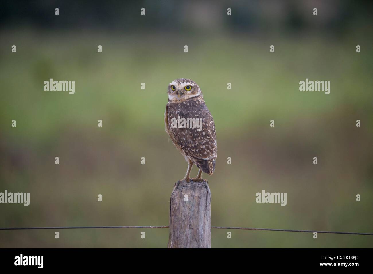 A burrowing owl (Athene cunicularia) sitting on a fence post near Baiazinha Lodge in the Northern Pantanal, State of Mato Grosso, Brazil. Stock Photo