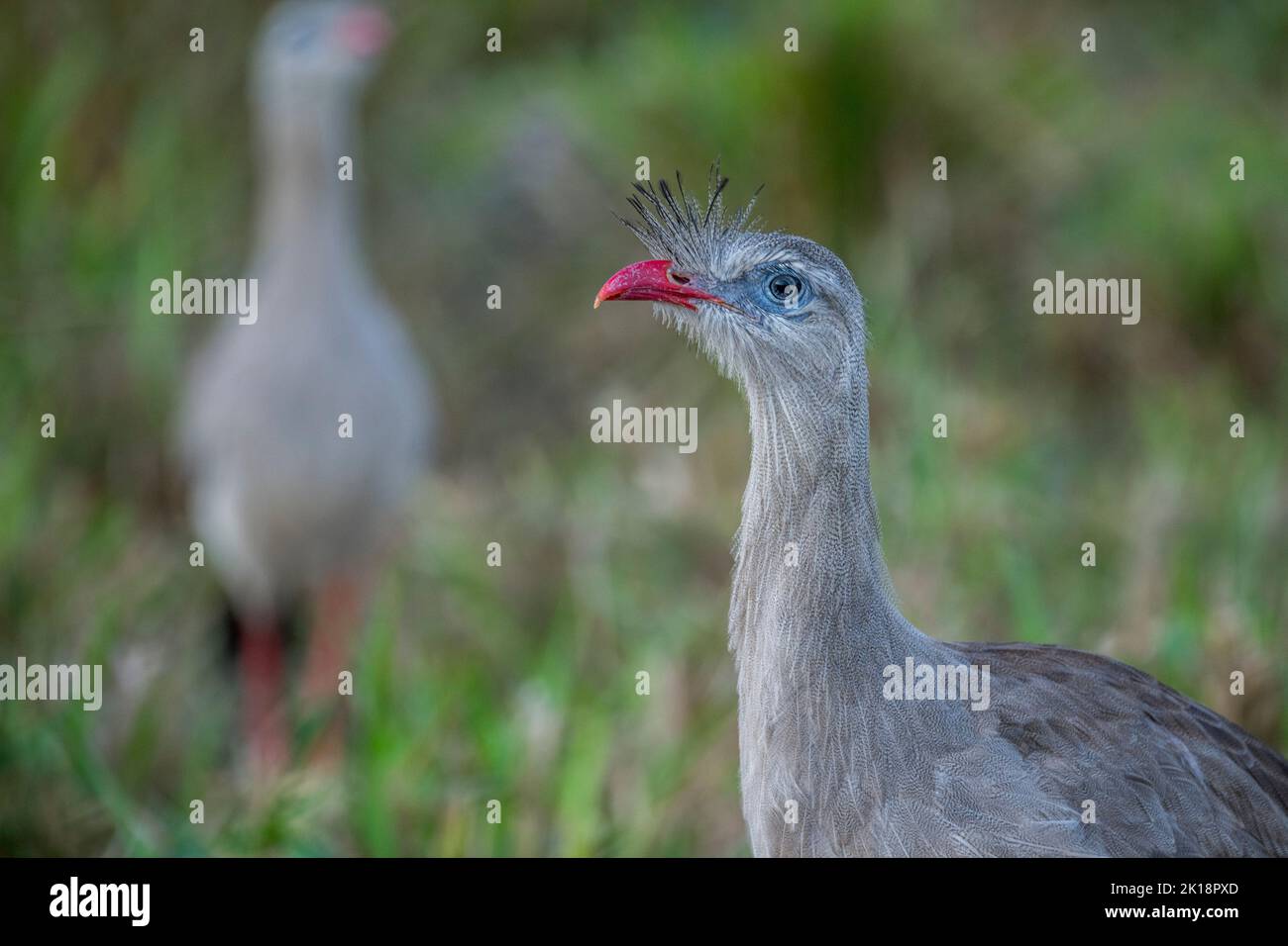 Close-up of a Red-legged Seriema (Cariama cristata) near Baiazinha ...