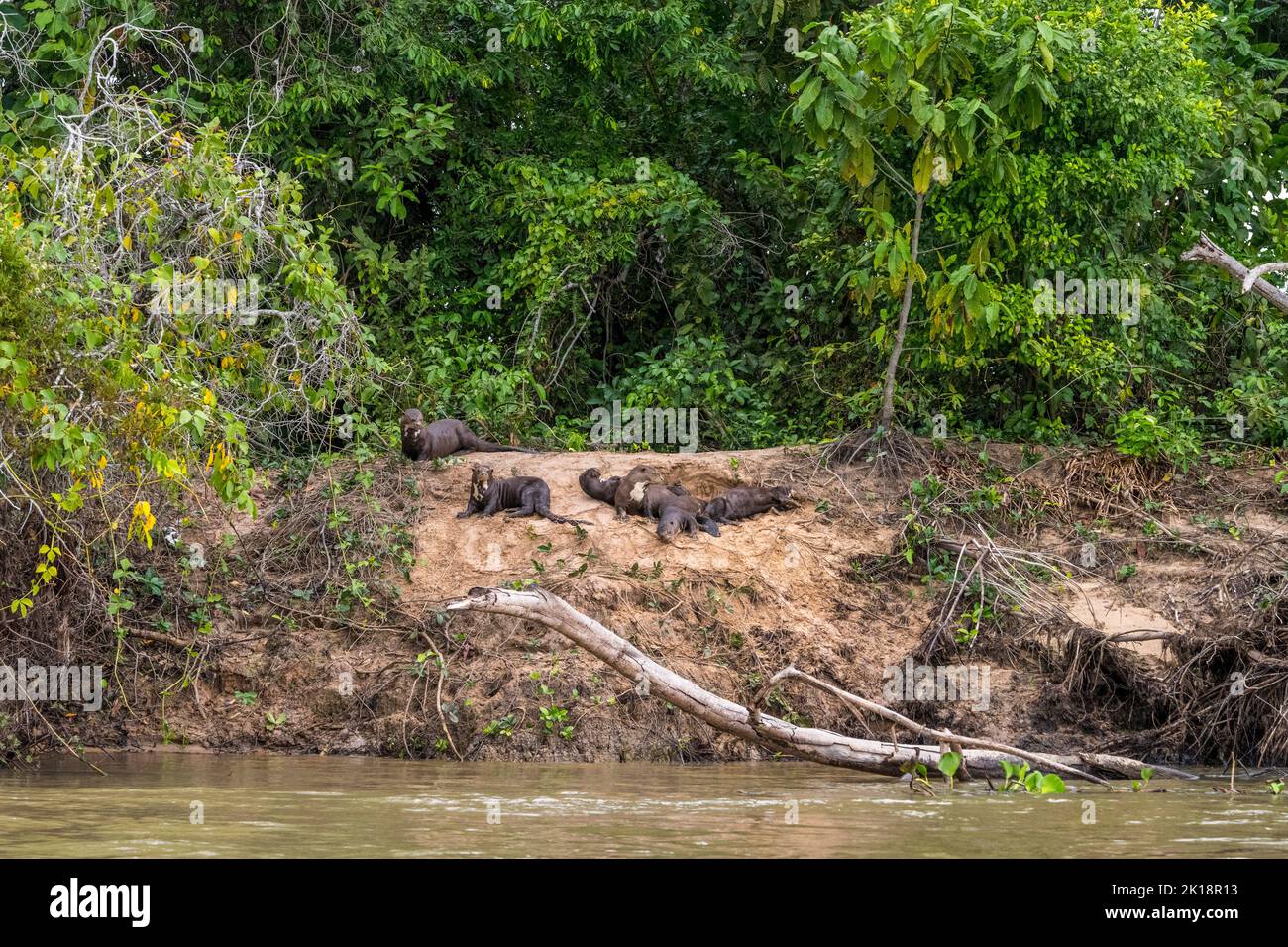 Giant river otters (Pteronura brasiliensis) on the riverbank of the