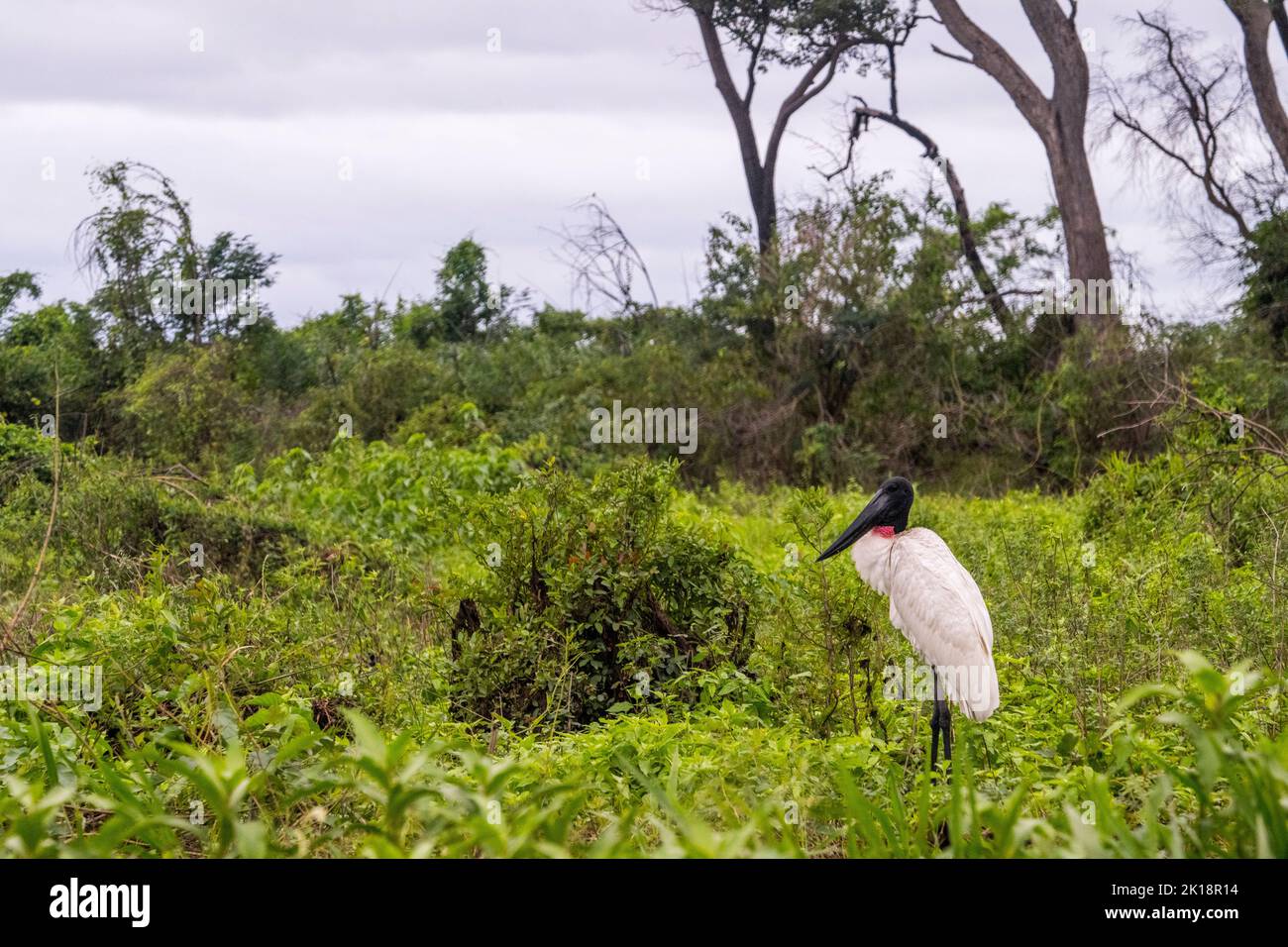 A Jabiru stork (Jabiru mycteria) on the riverbank of the Paraguay River near Baiazinha Lodge located in the Northern Pantanal, State of Mato Grosso, B Stock Photo