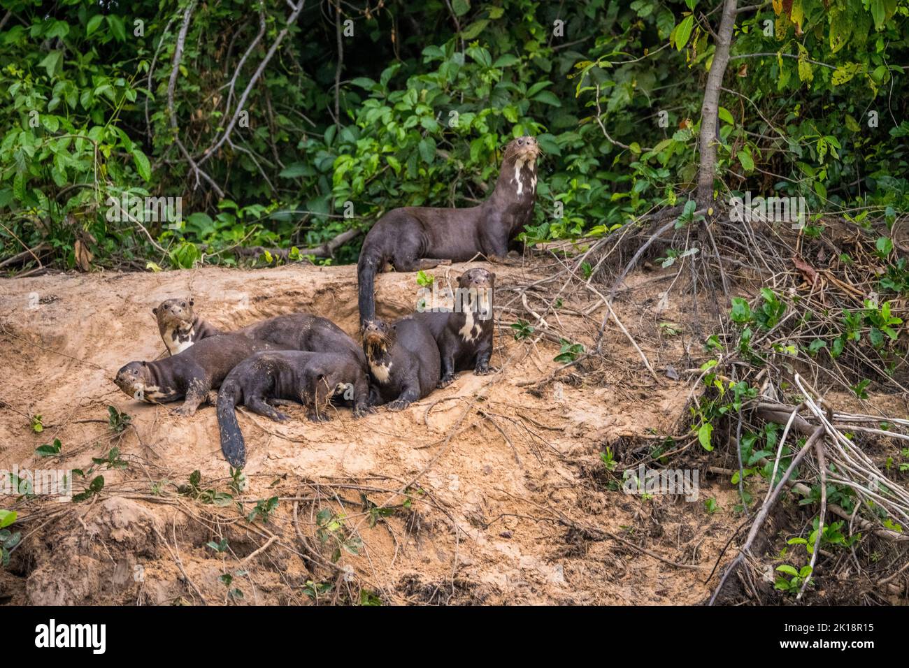 Giant river otters (Pteronura brasiliensis) on the riverbank of the