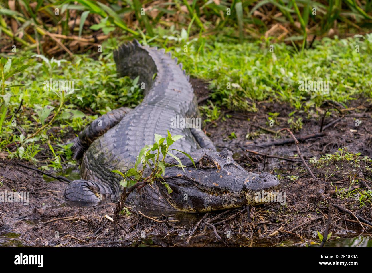A Yacare caiman (Caiman yacare), also called Paraguayan caiman, in the vegetation along the riverbank of the Paraguay River near Baiazinha Lodge locat Stock Photo