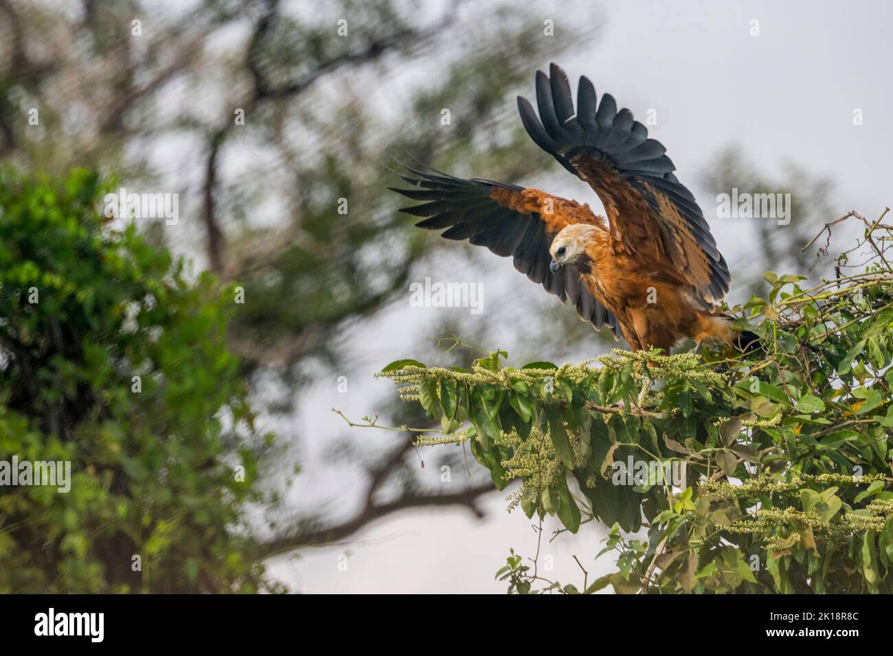 A Black-collared hawk (Busarellus nigricollis) perched in a tree along the Paraguay River near Baiazinha Lodge located in the Northern Pantanal, State Stock Photo