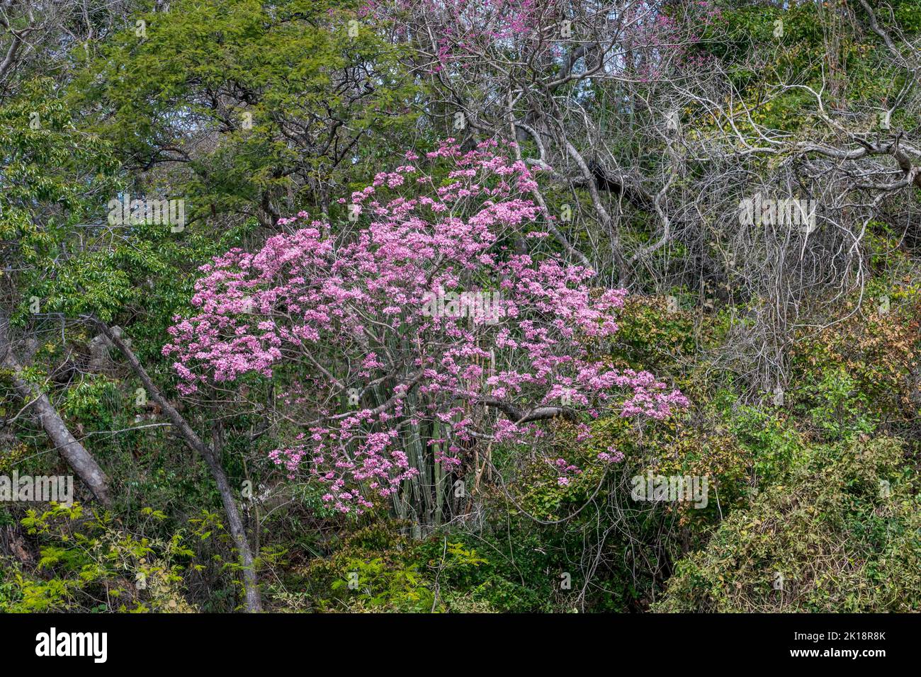 A flowering Pink trumpet tree (Tabebuia heterophylla) along the Paraguay River near Baiazinha Lodge located in the Northern Pantanal, State of Mato Gr Stock Photo
