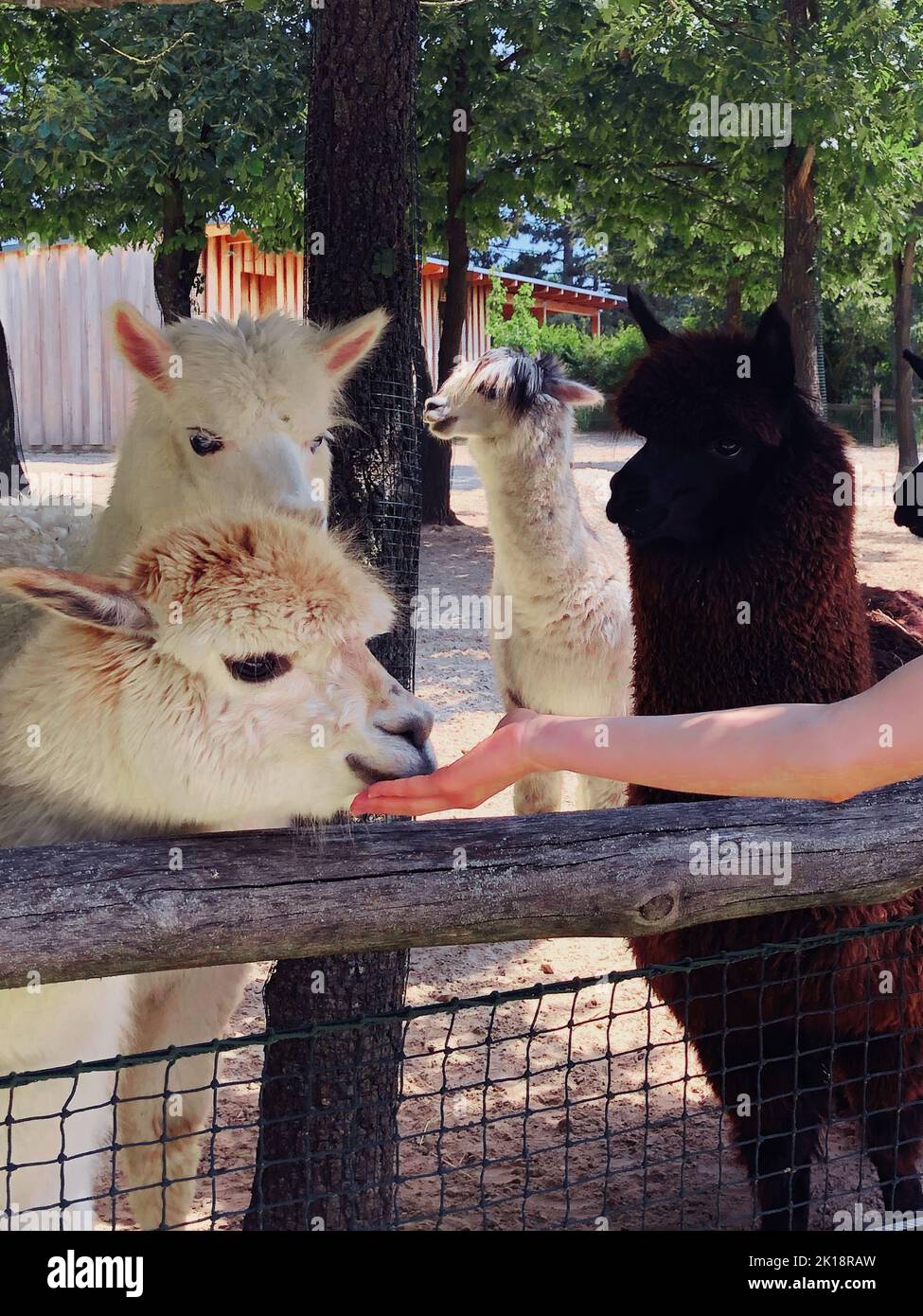 Girl feeding the alpacas from her hand in the zoo Stock Photo