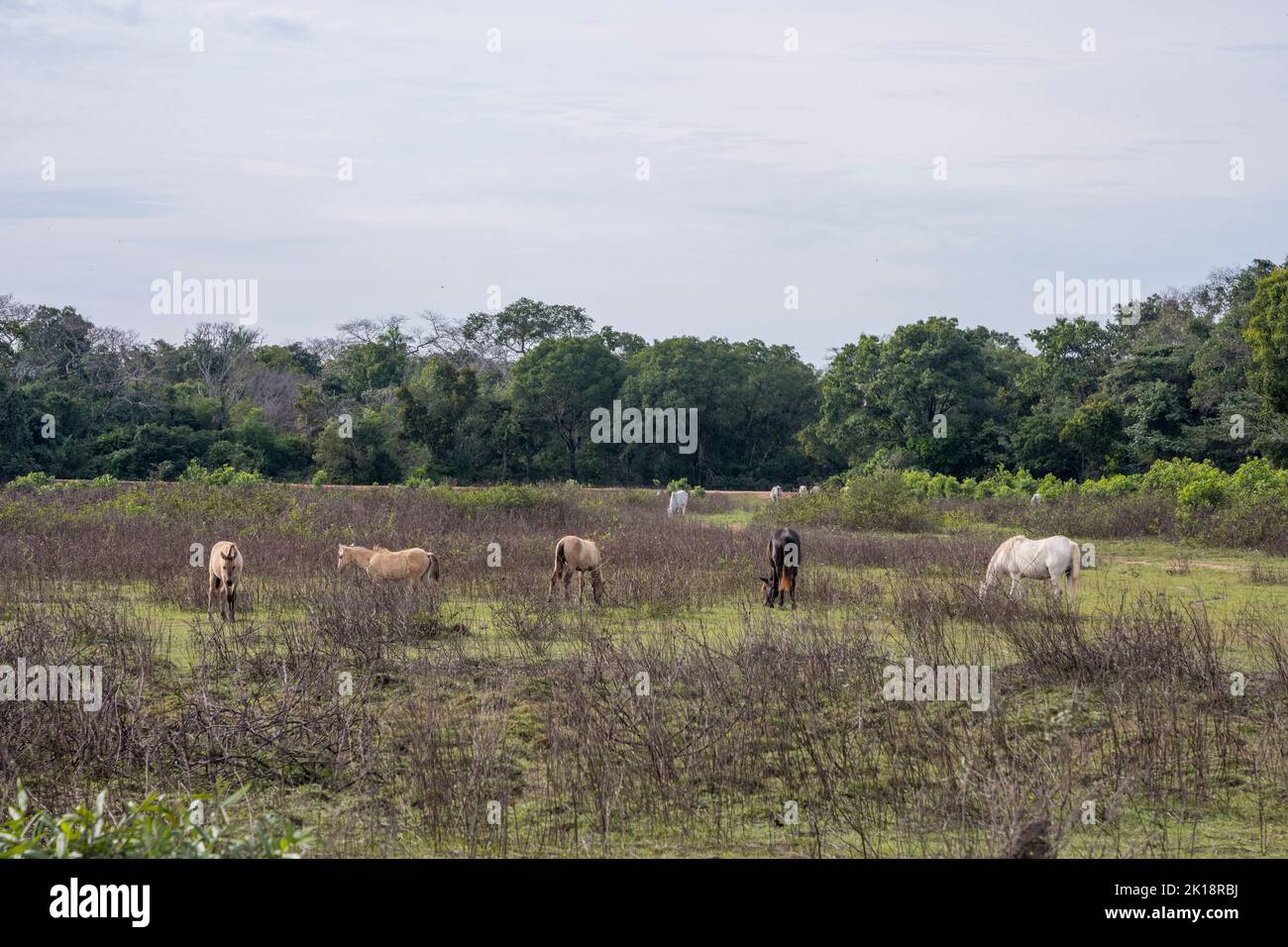 Horses near the Piuval Lodge in the Northern Pantanal, State of Mato