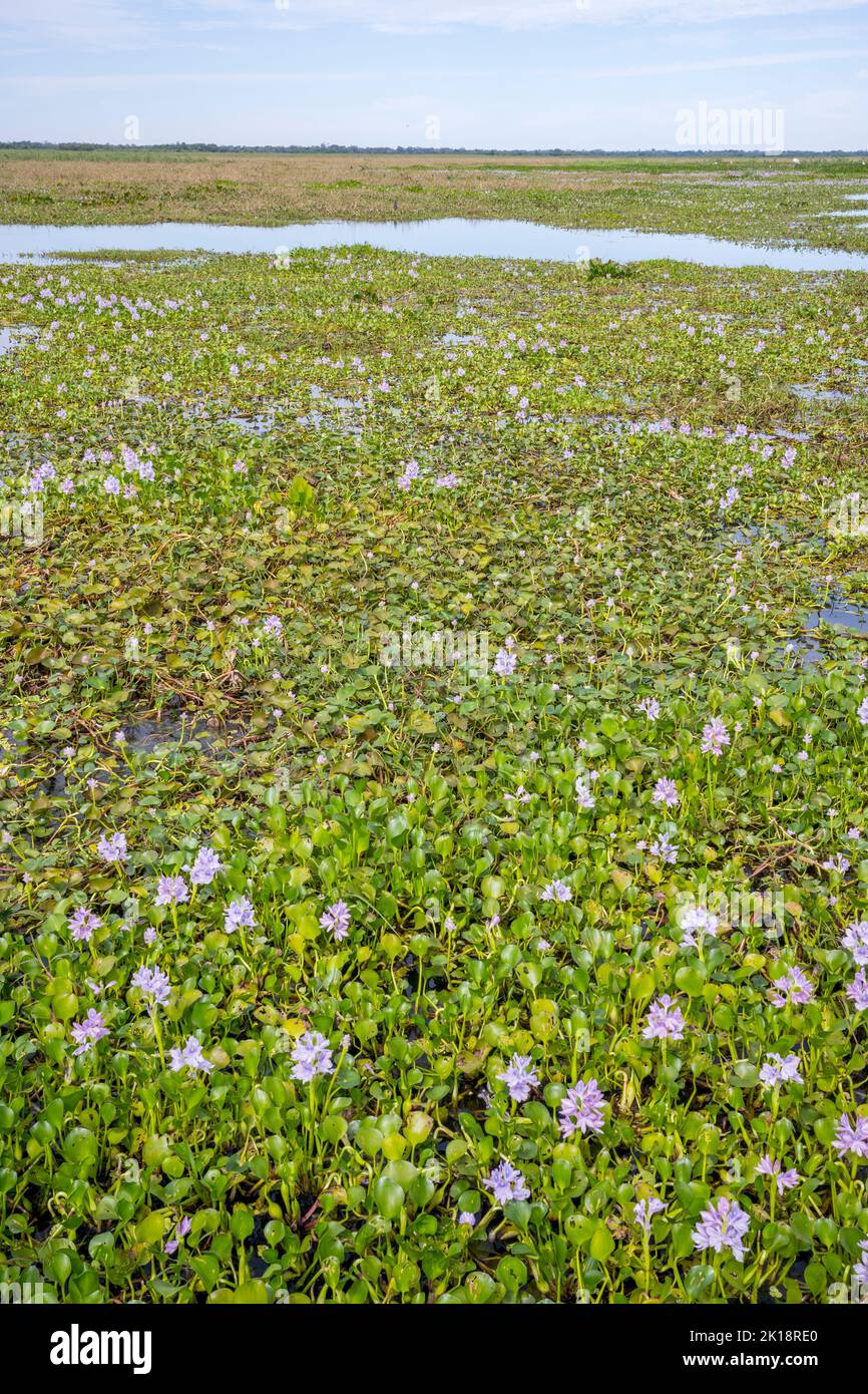 View of the vegetation along a lake near the Piuval Lodge in the Northern Pantanal, State of Mato Grosso, Brazil. Stock Photo