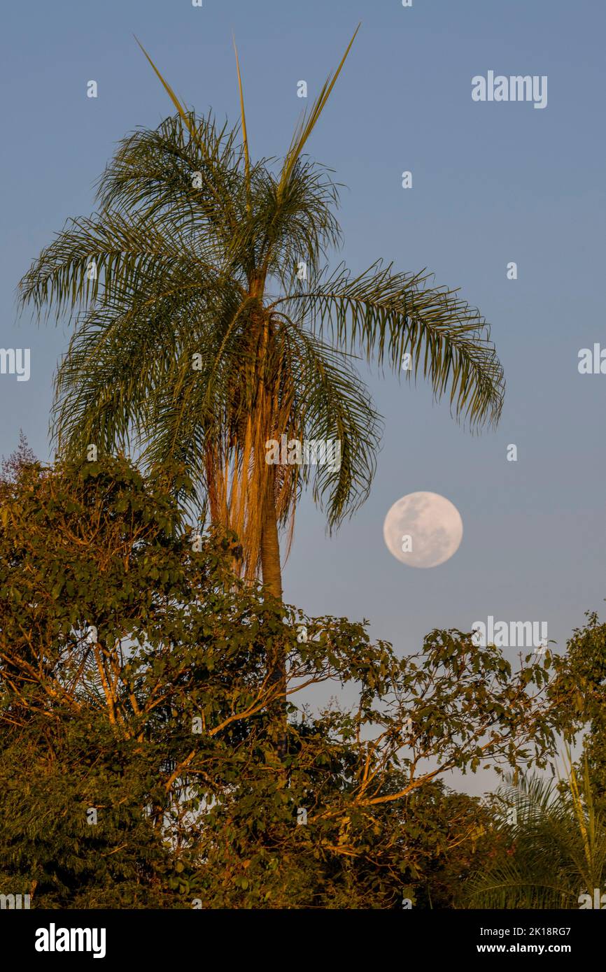 The setting full moon near the Piuval Lodge in the Northern Pantanal, State of Mato Grosso, Brazil. Stock Photo