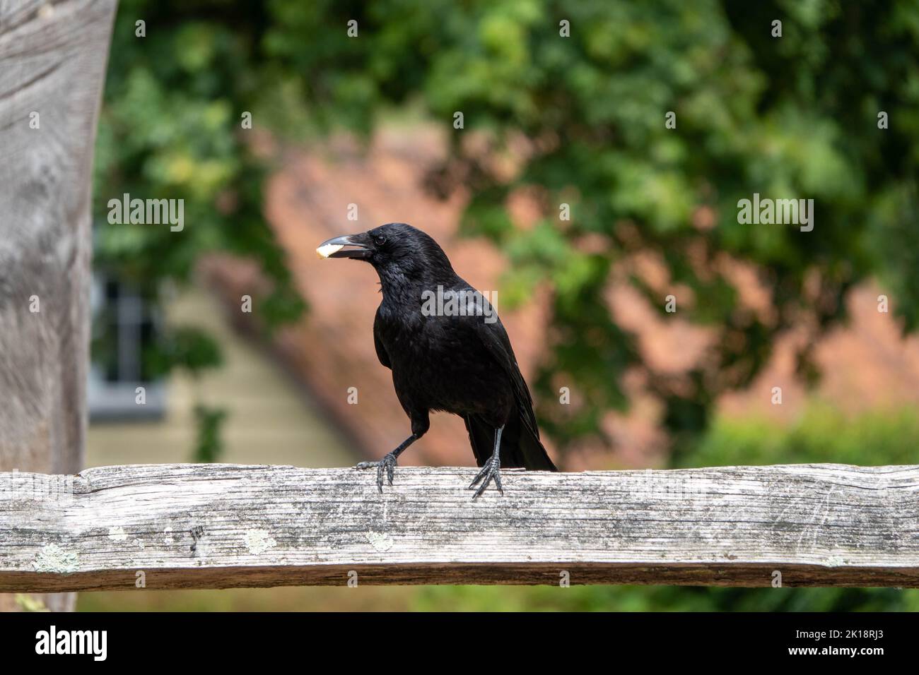 the carrion crow corvus corone a passerine bird of the family corvidae perched on a fence with food in beak and a blurred background Stock Photo