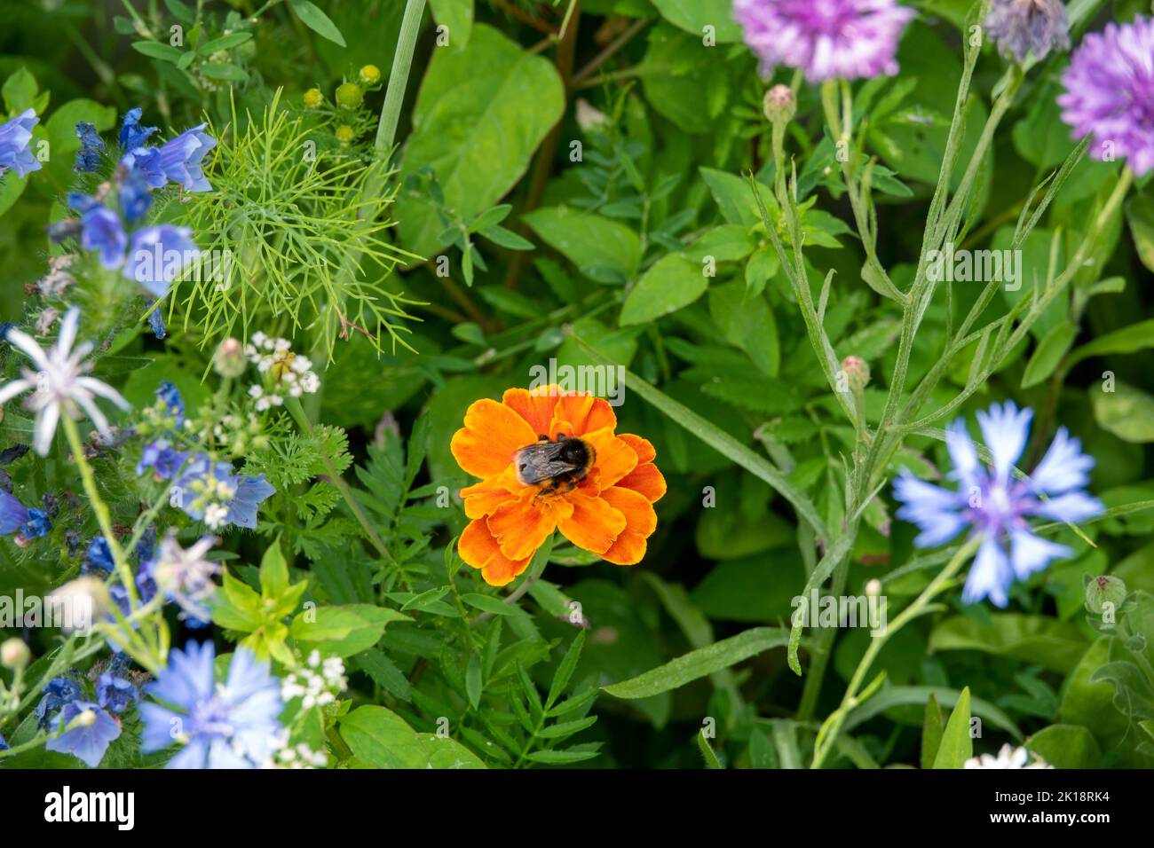 bumble bee collecting pollen from orange and yellow flower of tageses patula the french marigold with colourful wildflowers blurred in the background Stock Photo