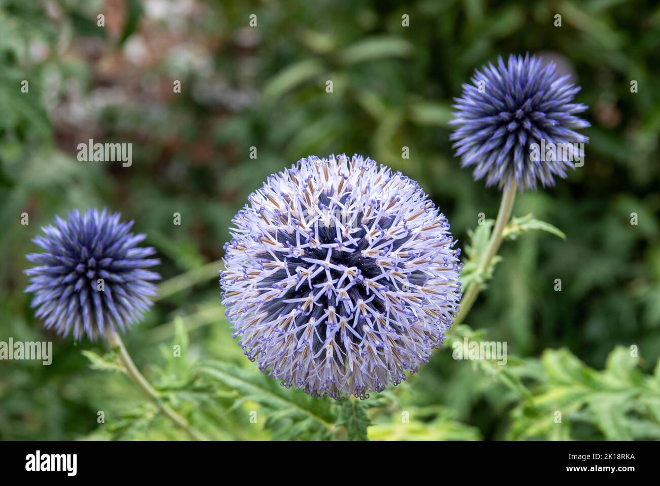 echinops bannaticus blue globe thistle a unique member of the sunflower family that produces bright blue thistle like globe flowers Stock Photo