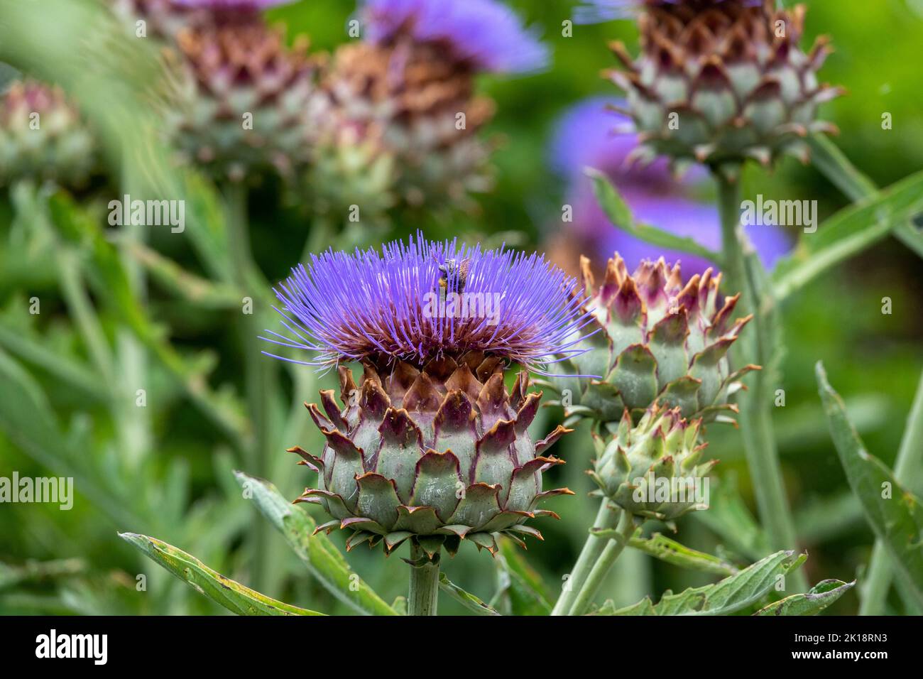 bumble bee on purple head of the globe artichoke also known by the names french artichoke and green artichoke Stock Photo