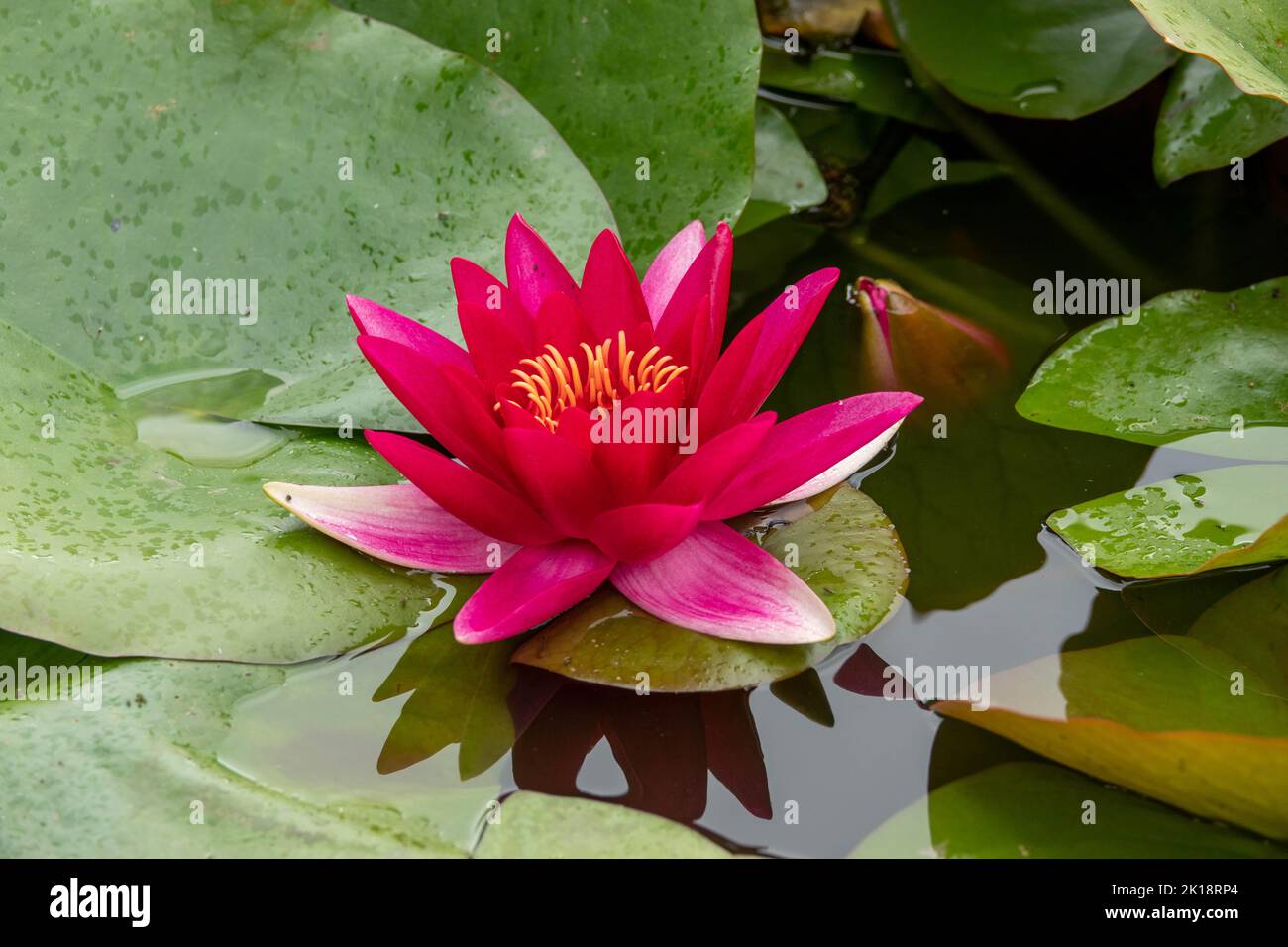 beautiful bright pink water lily amongst green lily pads in the water with reflection Stock Photo