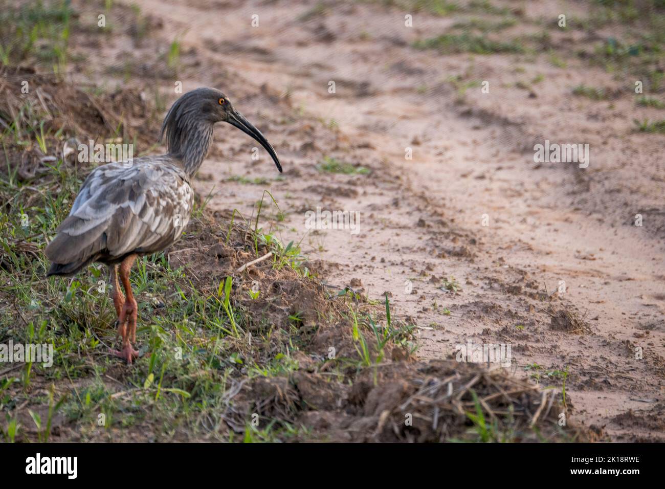 A Plumbeous Ibis (Theristicus caerulescens) near the Piuval Lodge in the Northern Pantanal, State of Mato Grosso, Brazil. Stock Photo