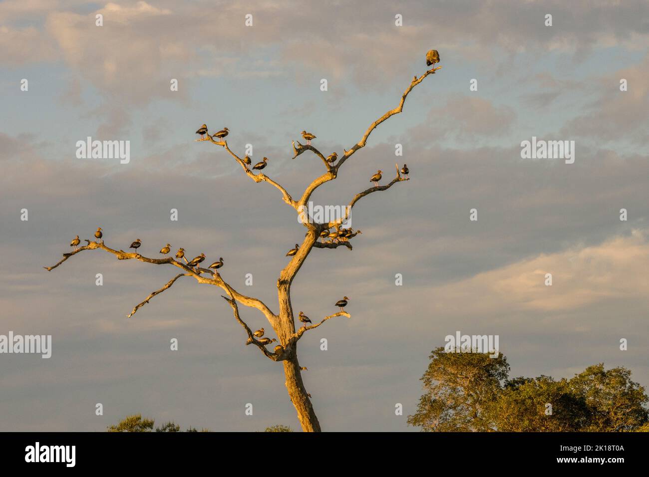 Black-bellied whistling ducks (Dendrocygna autumnalis) roosting in a dead tree near the Piuval Lodge in the Northern Pantanal, State of Mato Grosso, B Stock Photo