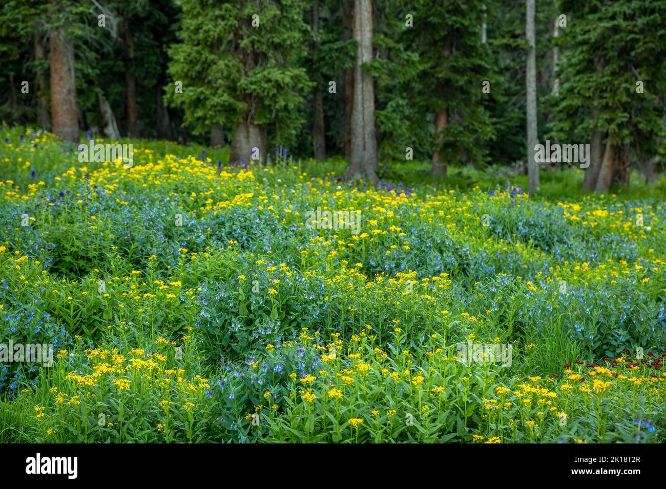 Wildflowers, Big Horn Gulch, San Juan Mountains, near Silverton, Colorado USA Stock Photo