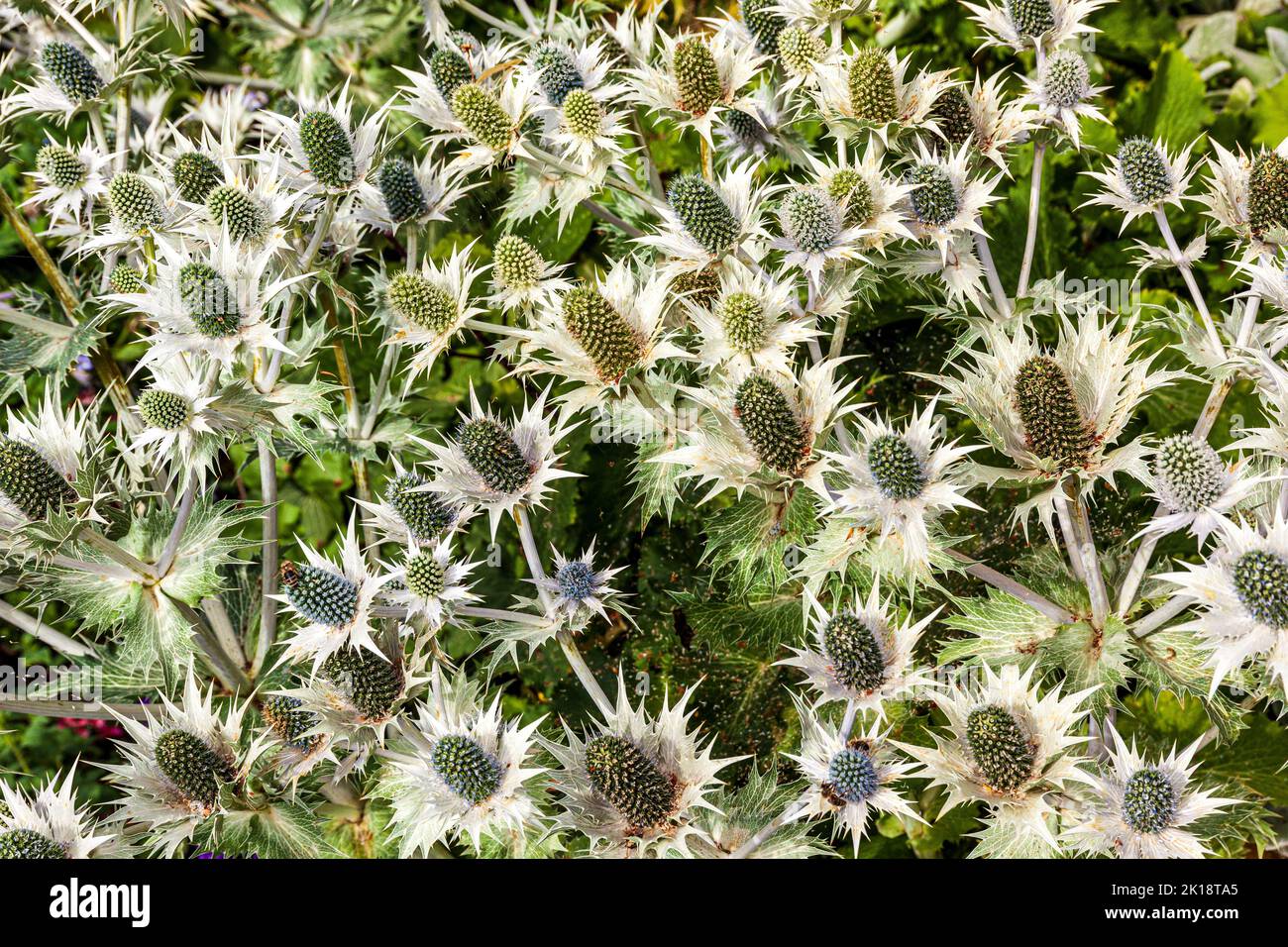 Eryngium giganteum M.Bieb. Miss Willmott's-ghost Apiaceae Stock Photo