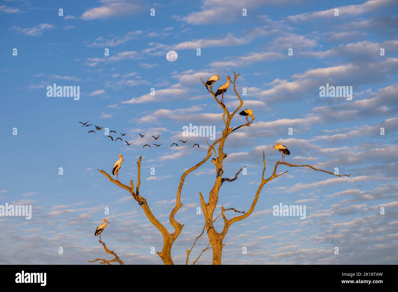 Maguari Storks (Ciconia maguari) roosting for the night in a dead tree near the Piuval Lodge in the Northern Pantanal, State of Mato Grosso, Brazil. Stock Photo