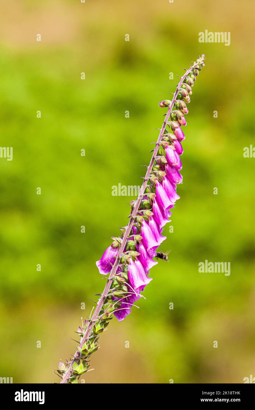 A single stem of foxglove (plus bumblebee) in the Exmoor National Park near Cloutsham, Somerset UK Stock Photo