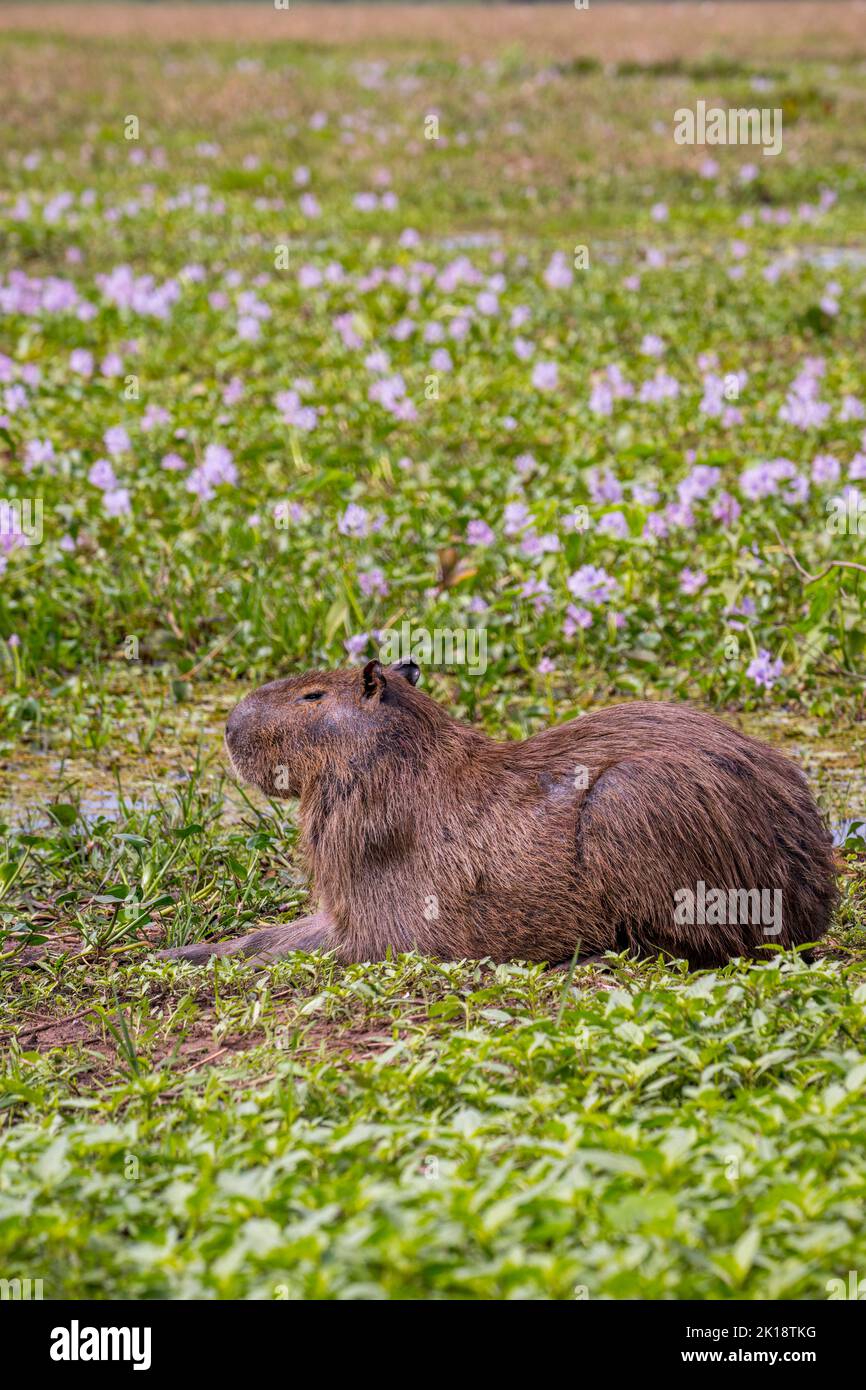 A male capybara (Hydrochoerus hydrochaeris) near the Piuval Lodge in the Northern Pantanal, State of Mato Grosso, Brazil. Stock Photo